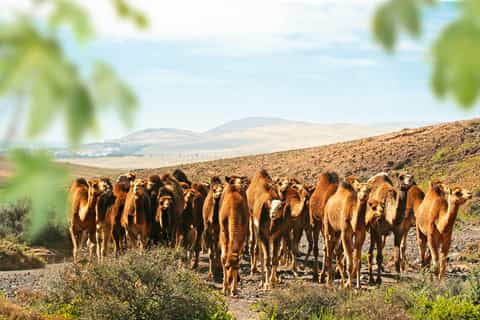 Billet Oasis Park Fuerteventura et chameau en option