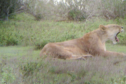 Mombasa : Excursion d&#039;une journée au parc national de Tsavo East