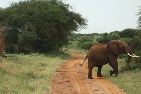 Mombasa: Excursión de un día al Parque Nacional de Tsavo Oriental