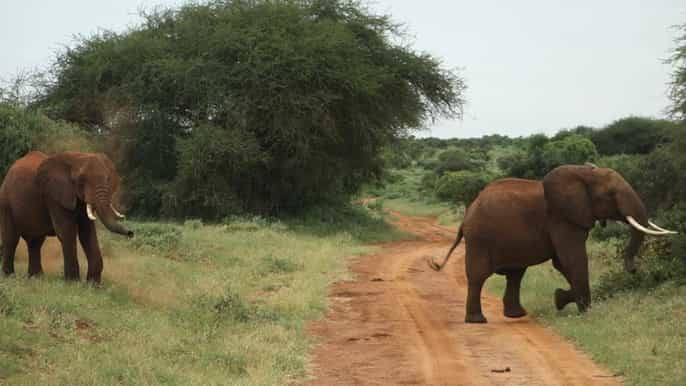 mombasa tsavo east national park day tour