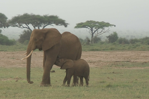 Mombasa : Excursion d&#039;une journée au parc national de Tsavo East