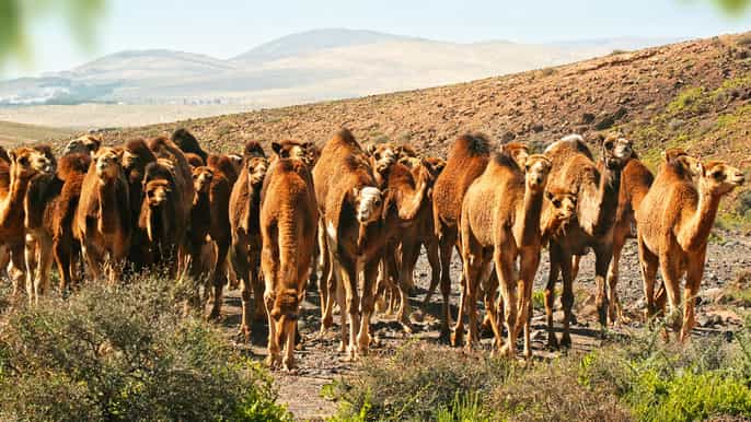 oasis wildlife fuerteventura and camel experience