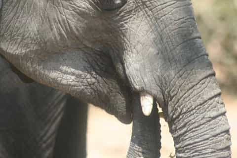 Etosha National Park: Full or Half-Day Game Drive