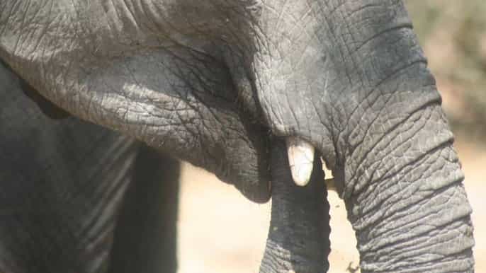 etosha national park full or halfday game drive