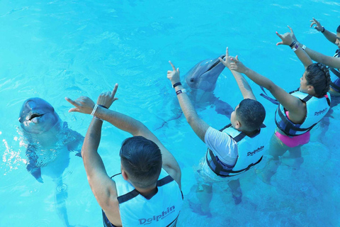 Aventura con delfines y encuentro interactivo en Punta CanaNado real con delfines