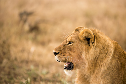 Depuis Zanzibar : Safari d&#039;une journée dans la réserve de Selous avec vol