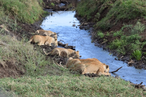 Arusha: Safari de campamento de varios días en Serengeti y Ngorongoro