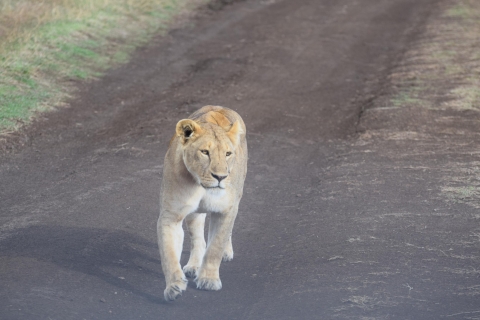 Arusha: Serengeti en Ngorongoro meerdaagse kampeersafari