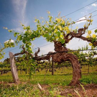 Clare Valley: Full-Day History & Wine Tour with Lunch