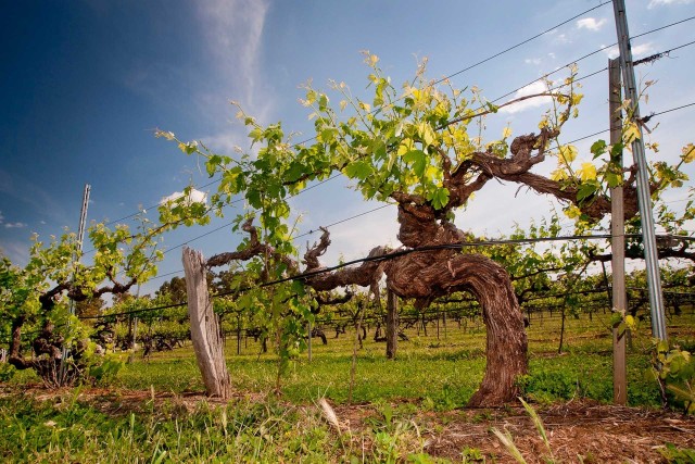 Visit Clare Valley Full-Day History & Wine Tour with Lunch in Clare Valley