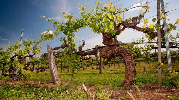 clare valley fullday history wine tour with lunch