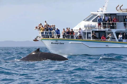 Phillip Island: Whale Watching Boat Tour