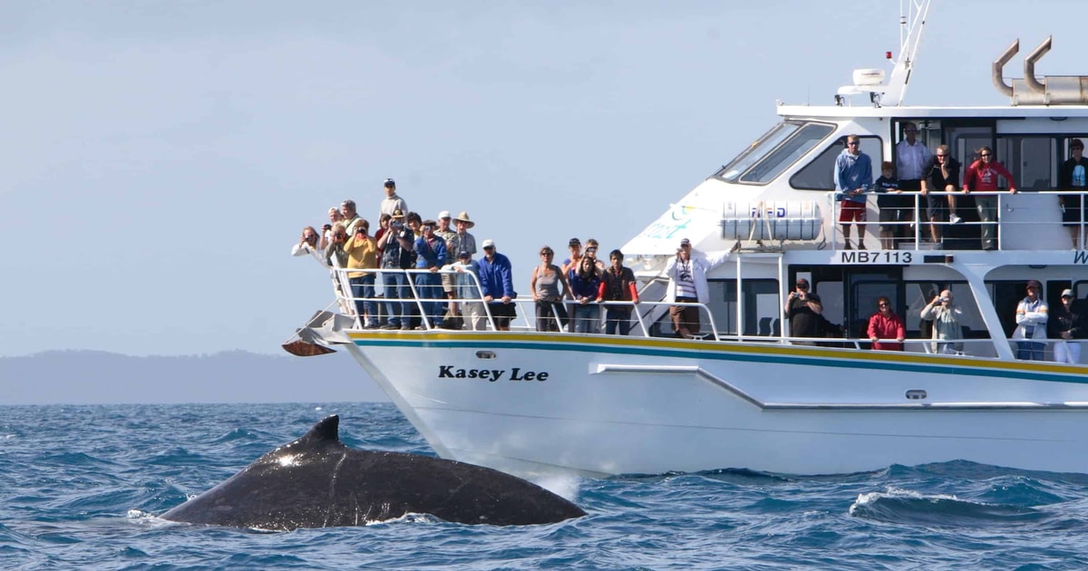 Phillip Island: Whale Watching Boat Tour | GetYourGuide