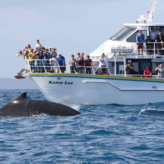 Phillip Island: tour in barca per l'osservazione delle balene con pranzo
