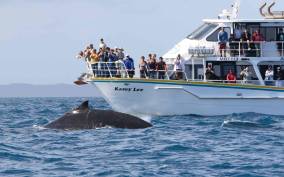 Phillip Island: Whale Watching Boat Tour