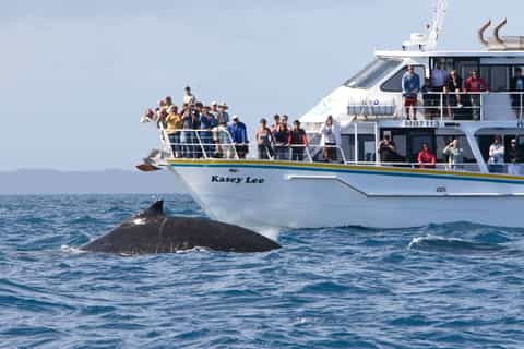 Phillip Island whale watching boat tour with coastal wildlife