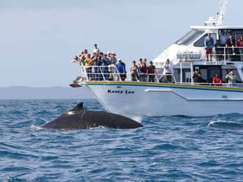Phillip Island: tour in barca per osservare le balene