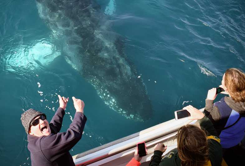 whale watching tours phillip island