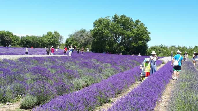 da toronto tour privato della contea di prince edward
