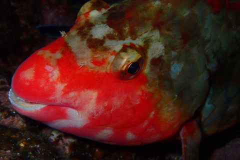 Azory: Doświadczenie freedivingu