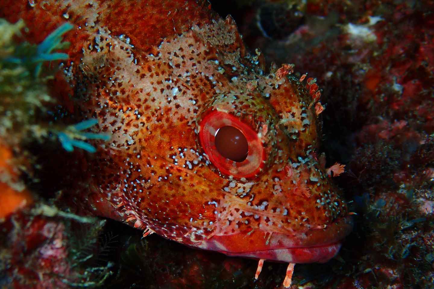 Azores: Freediving Experience