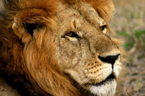 Arusha: Wielodniowe safari na kempingu Serengeti i Ngorongoro