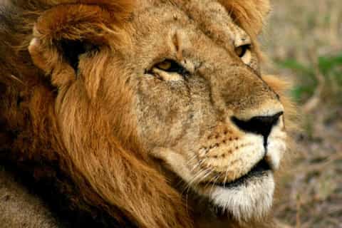 Arusha: Serengeti and Ngorongoro Multi-Day Camping Safari
