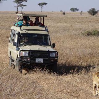 Arusha: 3-daagse safari naar Tarangire, Ngorongoro en Lake Manyara