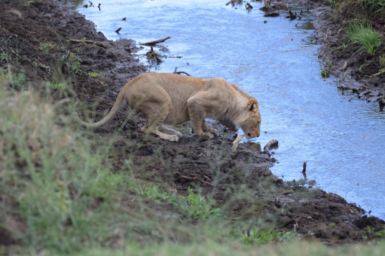 Arusha: 3-tägige Safari nach Tarangire, Ngorongoro und Lake Manyara