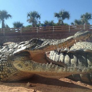 Agadir: aventura en el parque de cocodrilos de Agadir