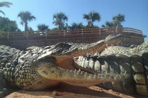 Agadir: Agadir Crocodile Park Adventure