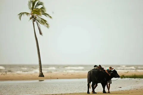 Belém: Excursión de un día a la isla de Marajó con visita a una granja de búfalos
