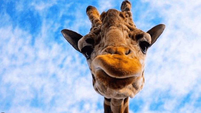 malibu degustazione di vini esclusivi con giraffe safari tour