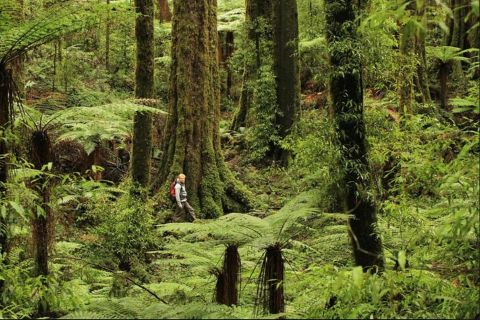 Rotorua: Full-Day Hiking Tour in Whirinaki Forest