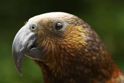 Rotorua: Local Birdwatching Full-day Tour