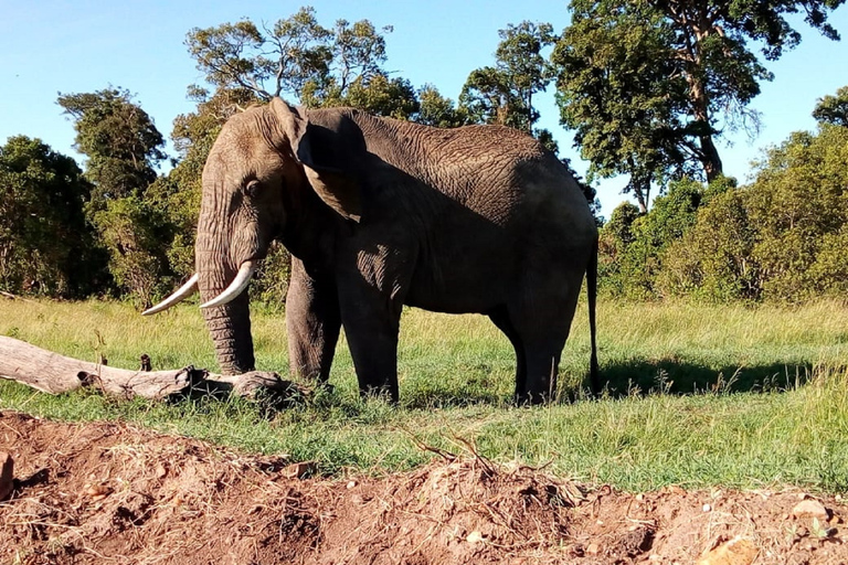 Tsavo East National Park: tweedaagse tour vanuit Mombasa