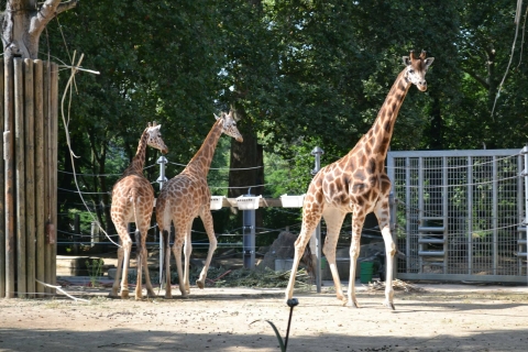 Cracovie : visite du zoo avec transport privé et billetsCracovie : zoo avec billets coupe-file et transfert privé