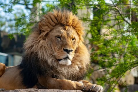 Cracovia: Visita al zoo con transporte privado y entradas
