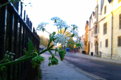 Oxford: C.S. Lewis &amp; J.R.R. Tolkien Guided Walking TourShared Group Tour