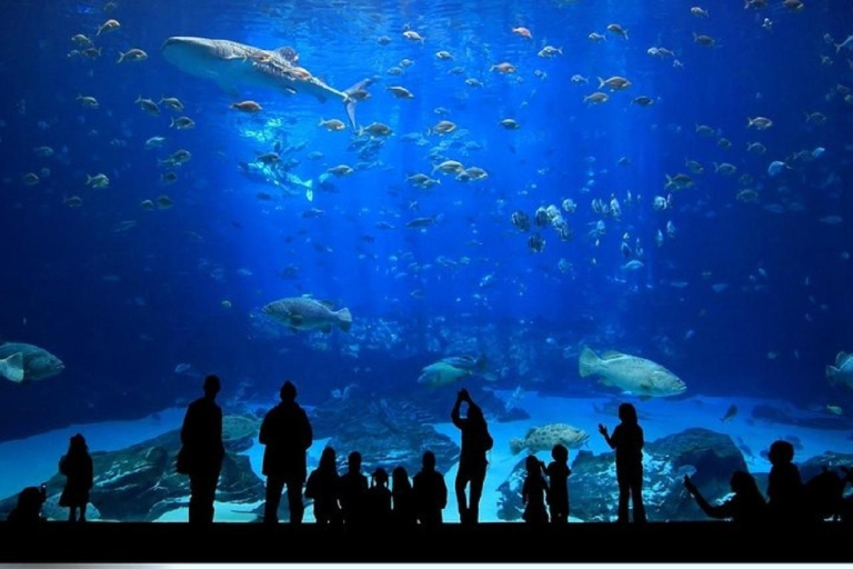 Tour door Istanboel Aquarium en winkelcentrum Aqua FloryaTour naar Istanboel Aquarium en winkelcentrum Aqua Florya
