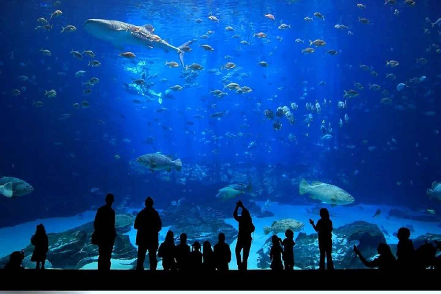 Istanbul Aquarium und Aqua Florya Mall: Tour mit Transfer, Eintritt und 5D-Kino