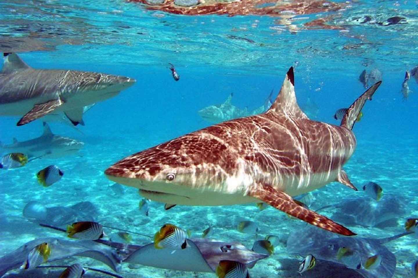 Istanbul Aquarium und Aqua Florya Mall: Tour mit Transfer, Eintritt und 5D-Kino