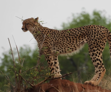 Kruger National Park Game Drive (Half-Day AM)