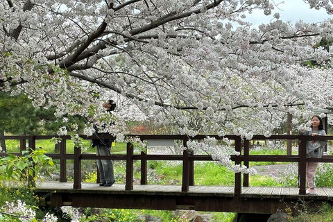 Jeju: Kersenbloesem en aardbeien plukken tour in kleine groep