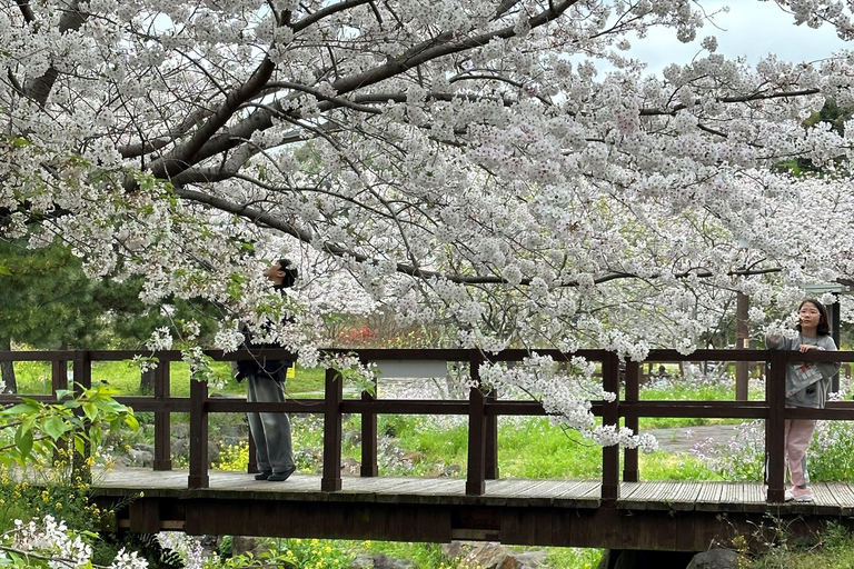 Jeju: Kersenbloesem en aardbeien plukken tour in kleine groep