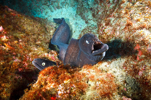 Vila Franca do Campo: Try Scuba Diving for the first time!