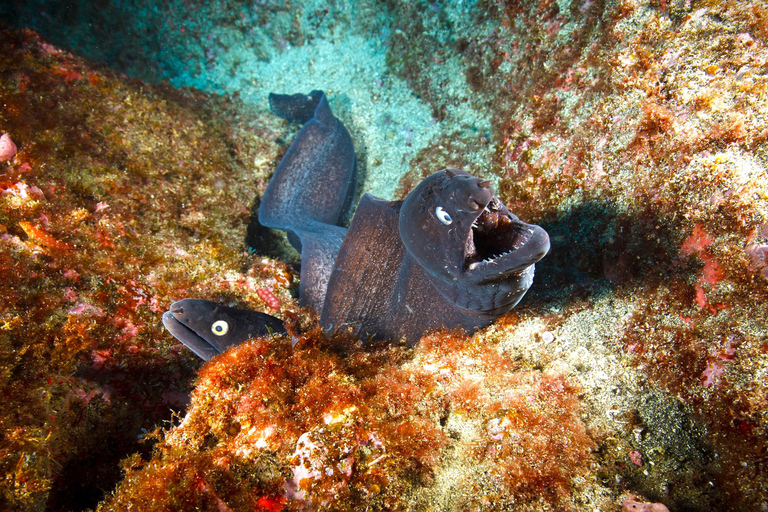 Vila Franca do Campo: Try Scuba Diving for the first time!