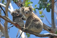 From Melbourne, Great Ocean Road and Wildlife Tour - Housity