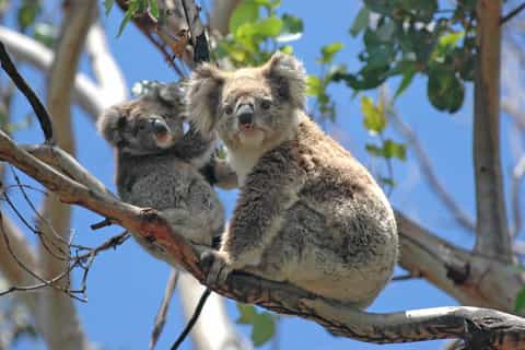 From Melbourne: Great Ocean Road and Wildlife Tour