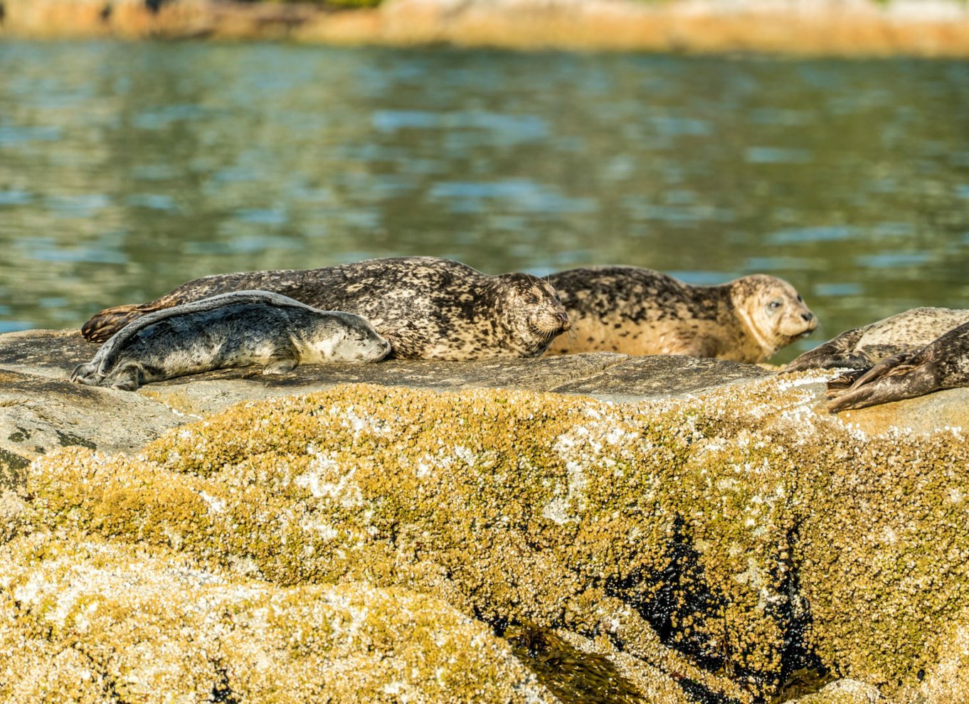 Vancouver: By og Seal Boat Tour